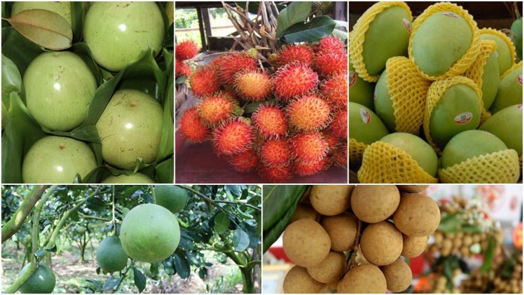 Gửi trái cây từ Việt Nam sang Đài loan.