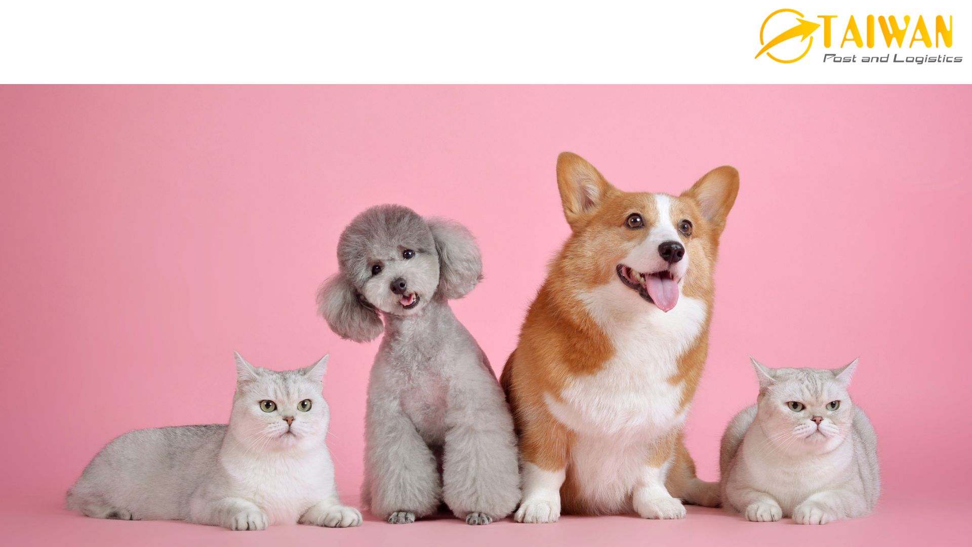 Trải Nghiệm Dịch Vụ Gửi Thú Cưng Đi Đài Loan An Toàn, Đúng Quy Trình